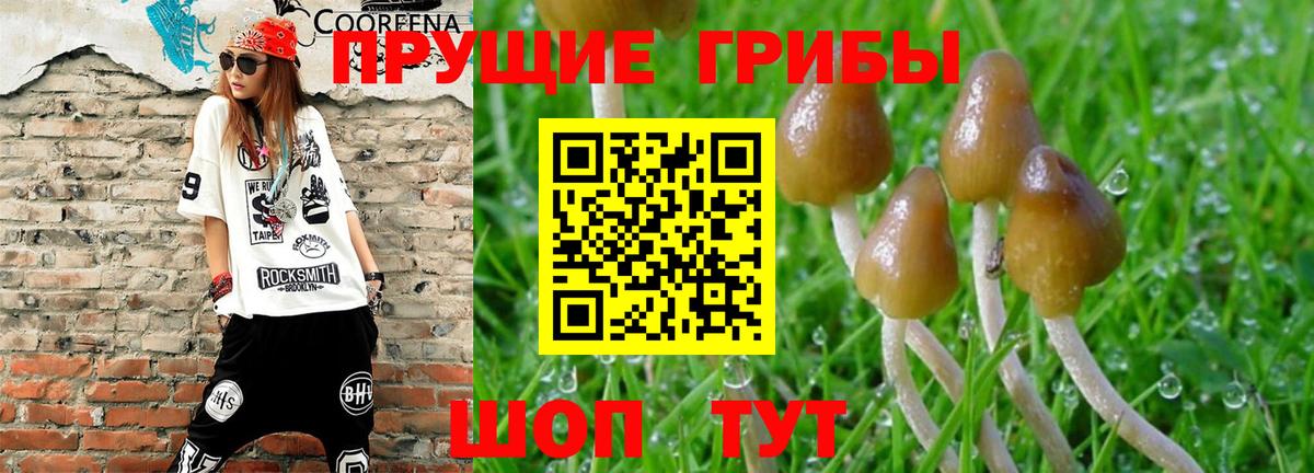 Галлюциногенные грибы Cubensis Грязи